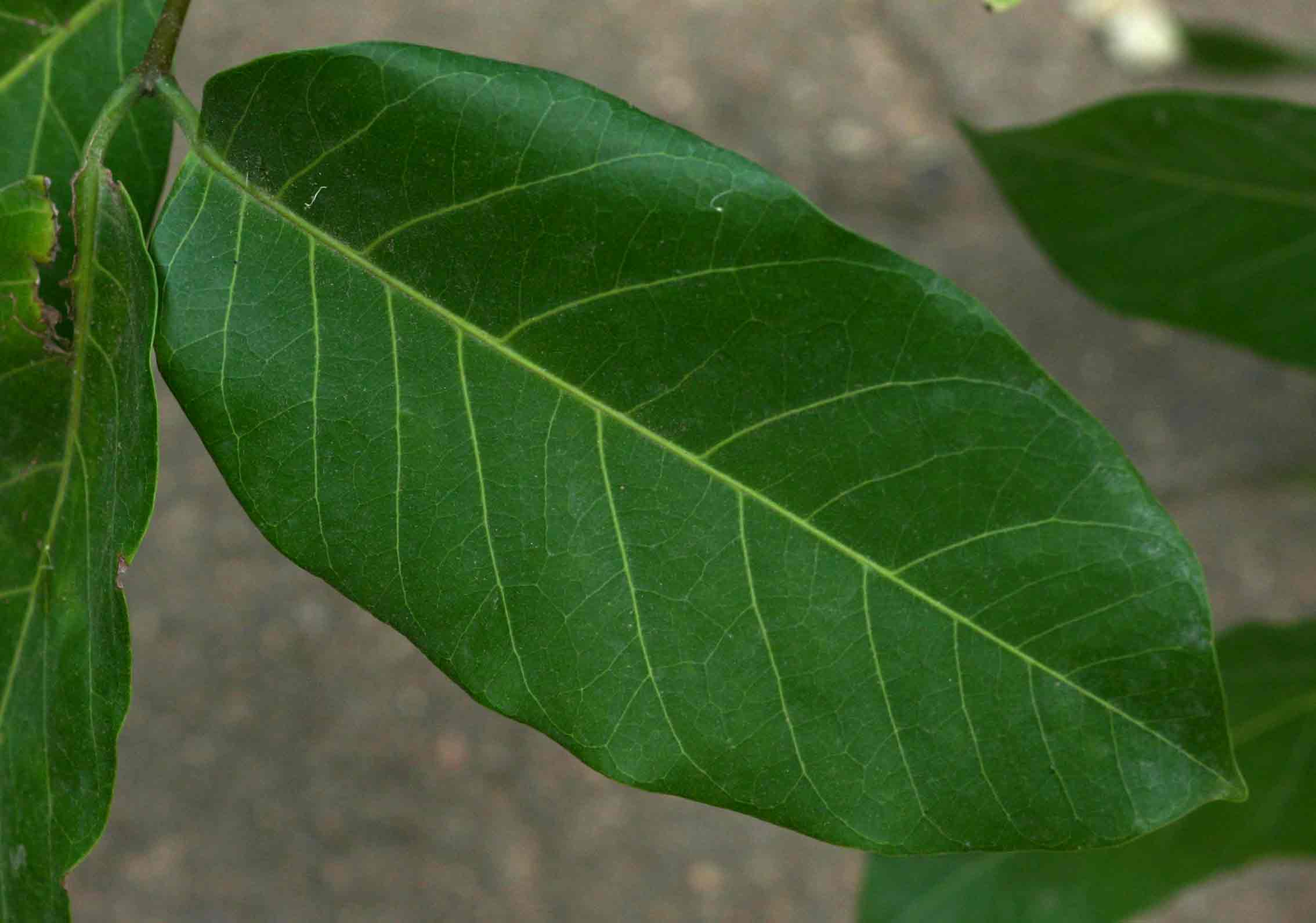 Saba comorensis Saba comorensis