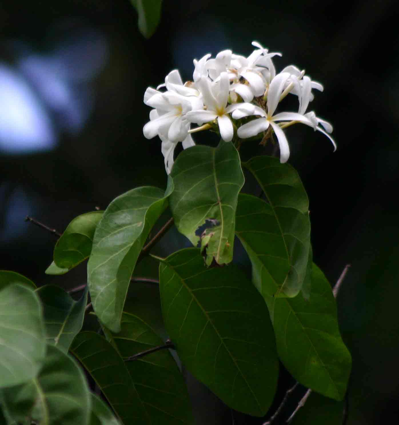 Saba comorensis Saba comorensis