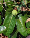 Saba comorensis