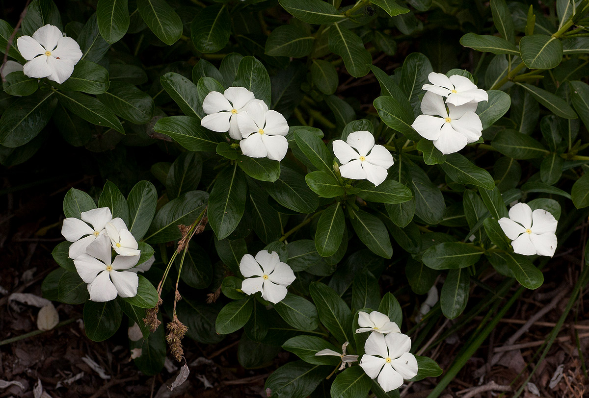 Catharanthus roseus Catharanthus roseus