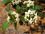 Voacanga africana