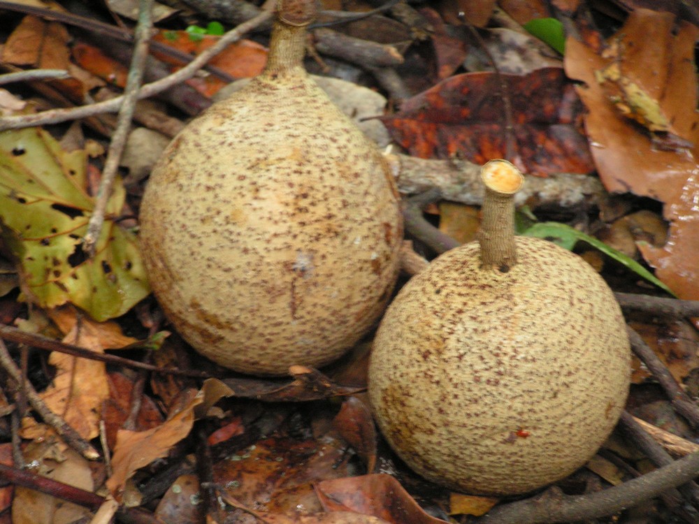 Voacanga thouarsii Voacanga thouarsii