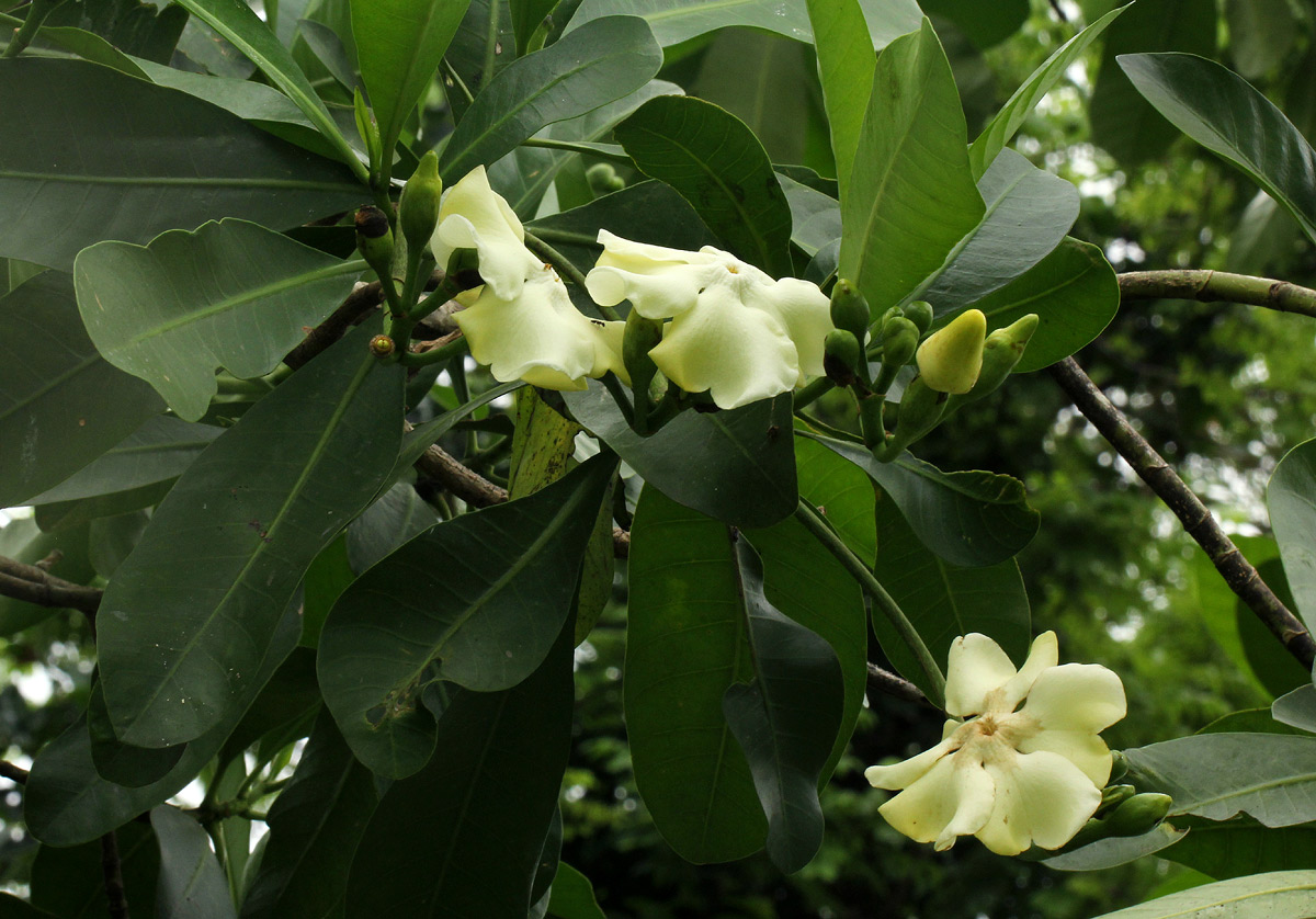 Voacanga thouarsii Voacanga thouarsii