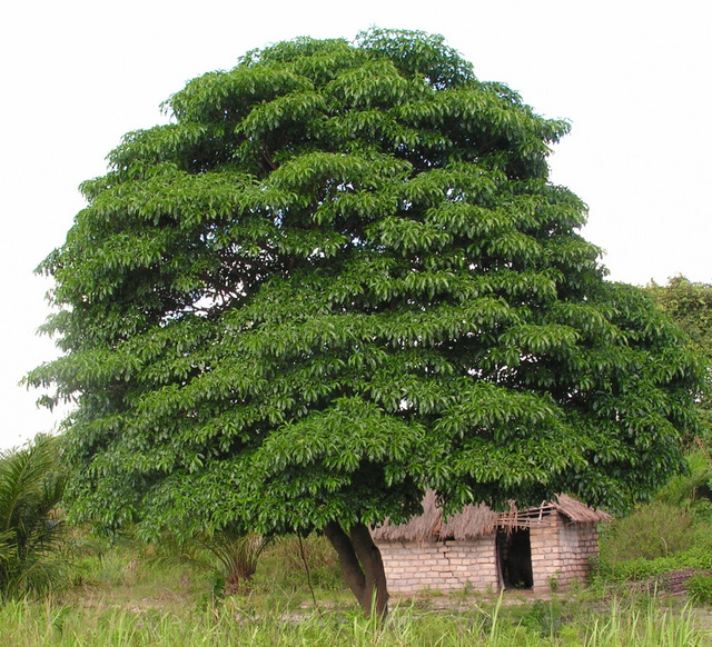 Rauvolfia afra Rauvolfia afra