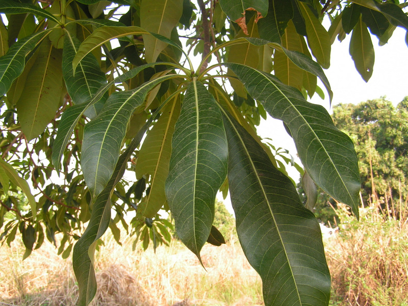 Rauvolfia afra Rauvolfia afra