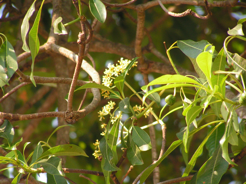 Rauvolfia afra Rauvolfia afra
