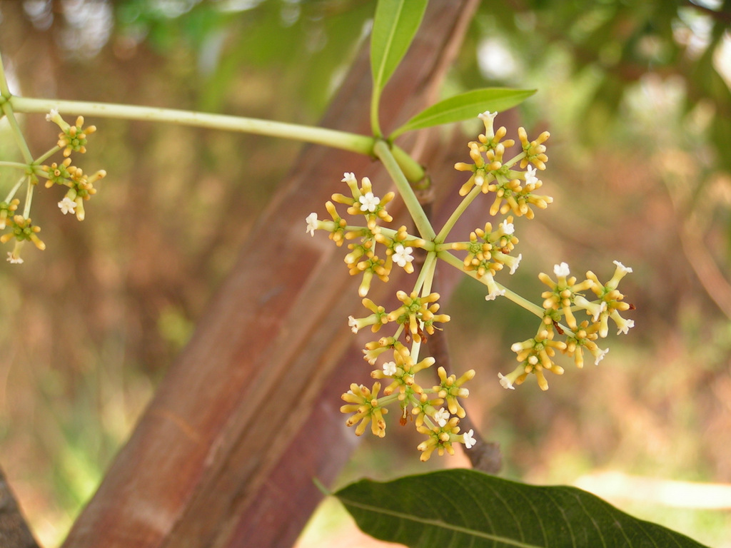 Rauvolfia afra Rauvolfia afra