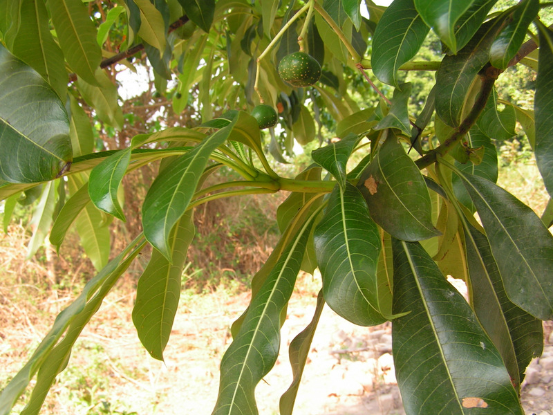 Rauvolfia afra Rauvolfia afra