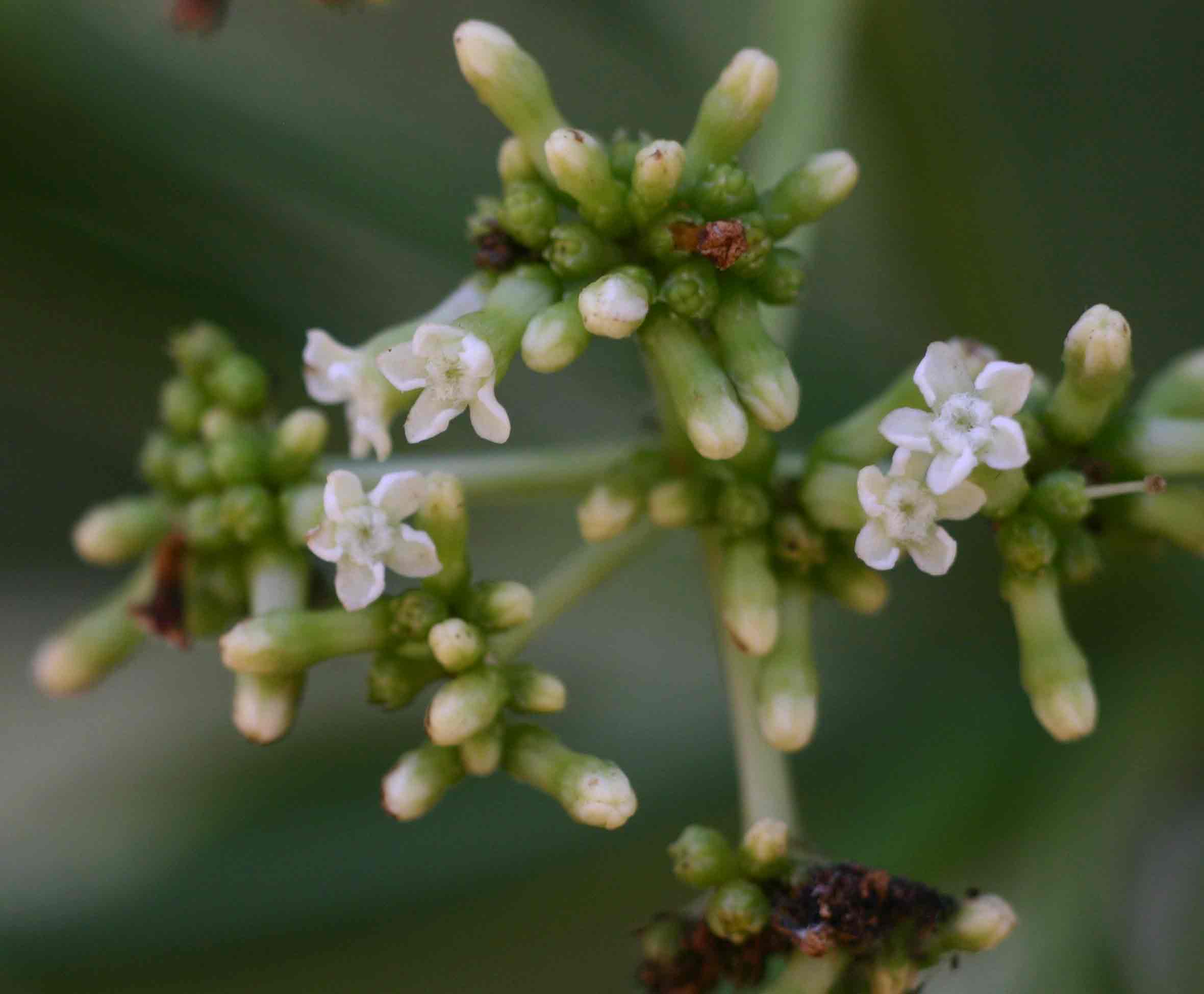 Rauvolfia afra Rauvolfia afra