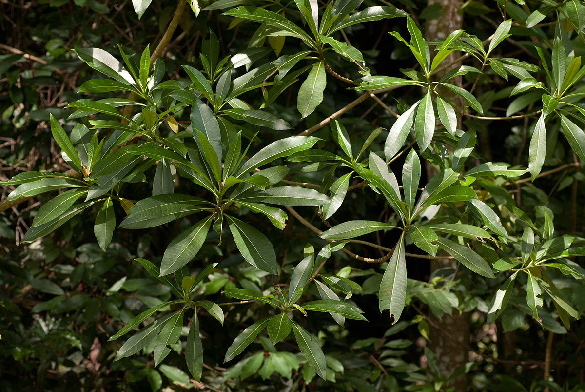 Rauvolfia afra Rauvolfia afra