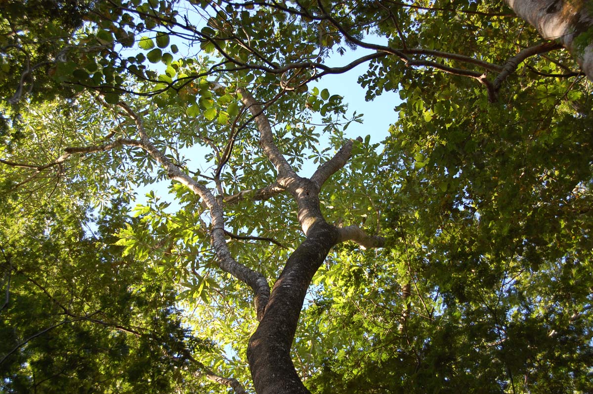 Rauvolfia afra Rauvolfia afra