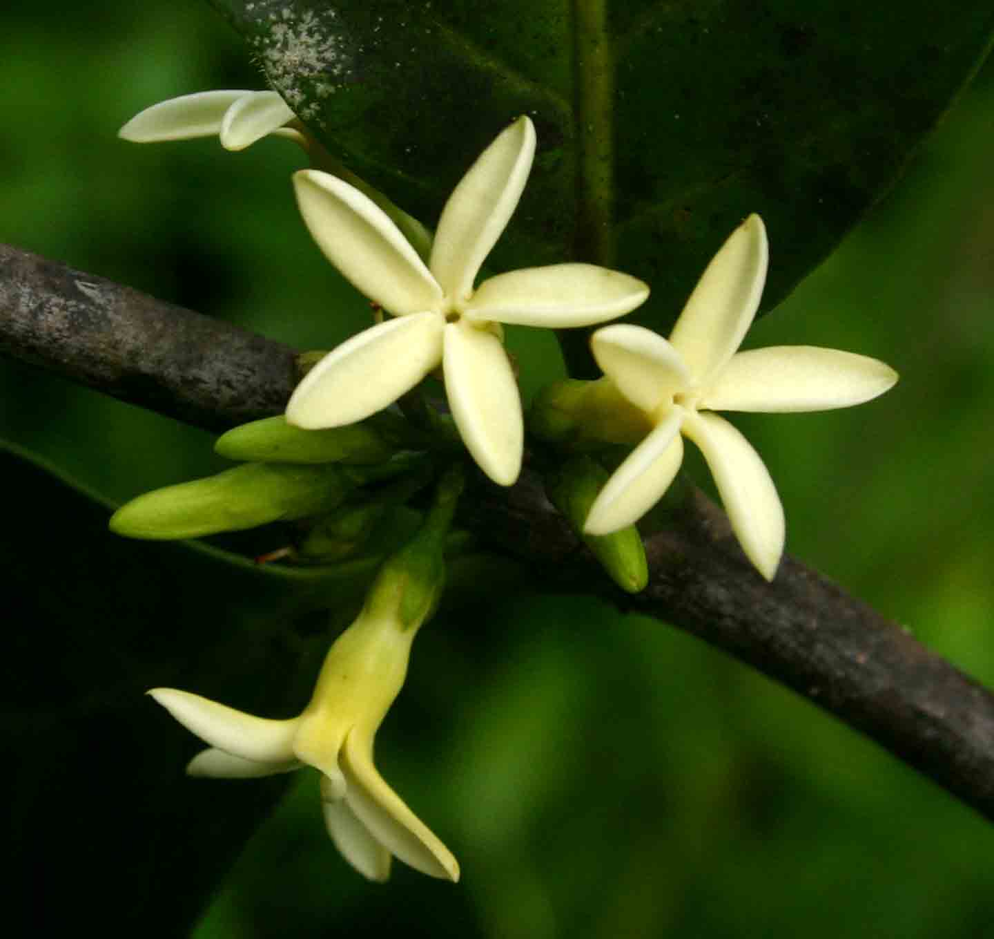 Funtumia africana Funtumia africana
