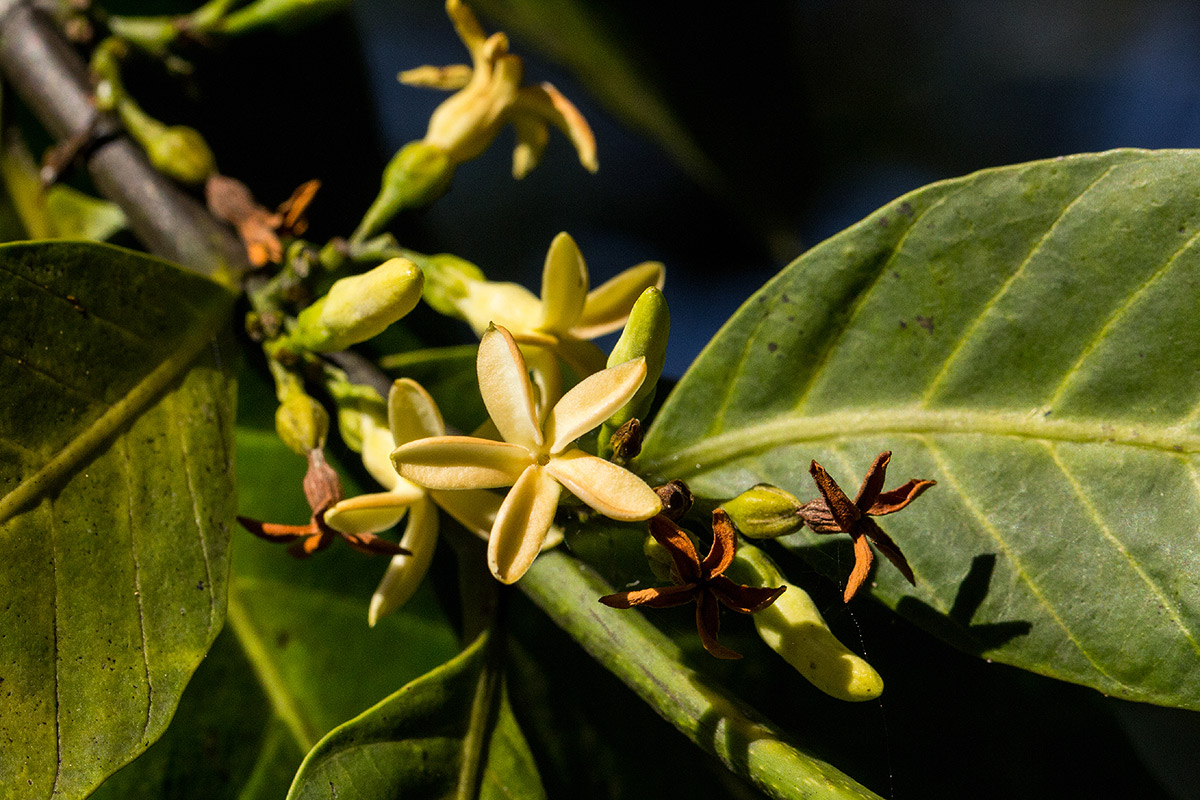 Funtumia africana Funtumia africana