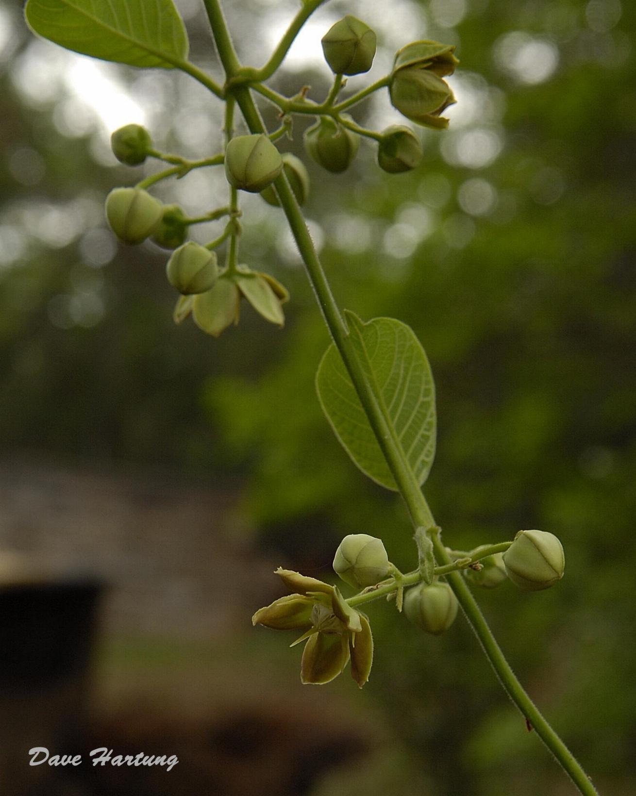 Mondia whitei Mondia whitei
