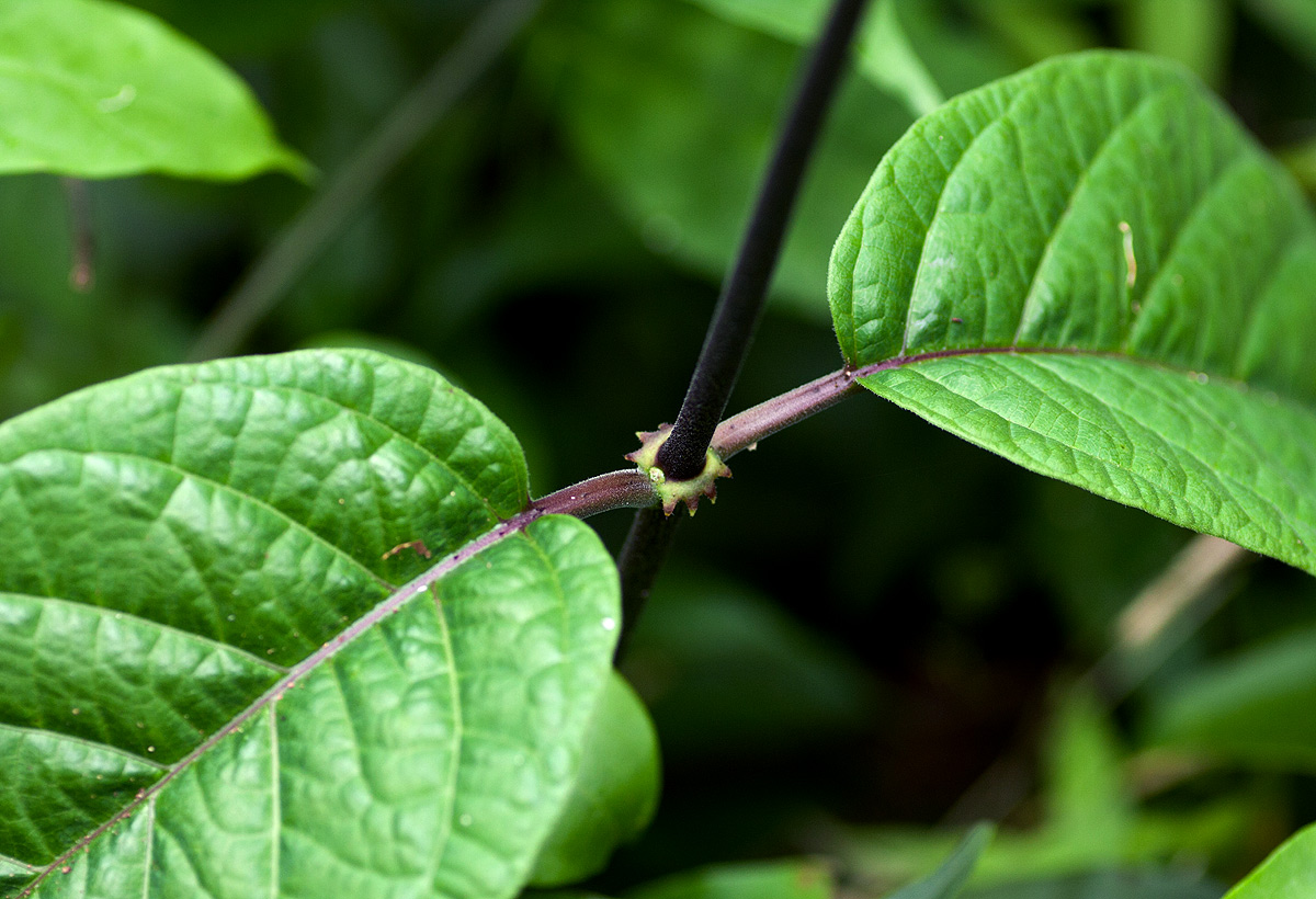 Mondia whitei Mondia whitei