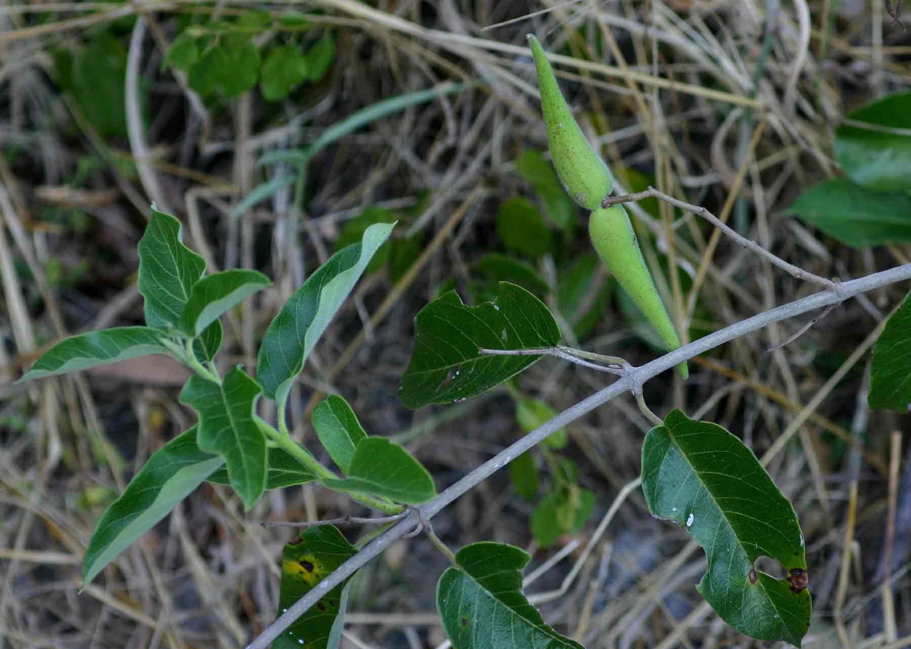 Tacazzea apiculata Tacazzea apiculata