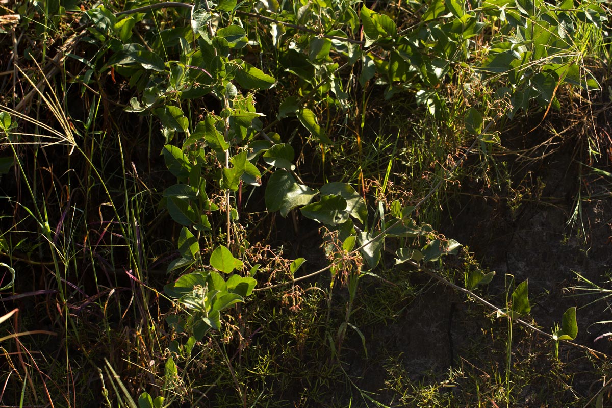Tacazzea apiculata Tacazzea apiculata