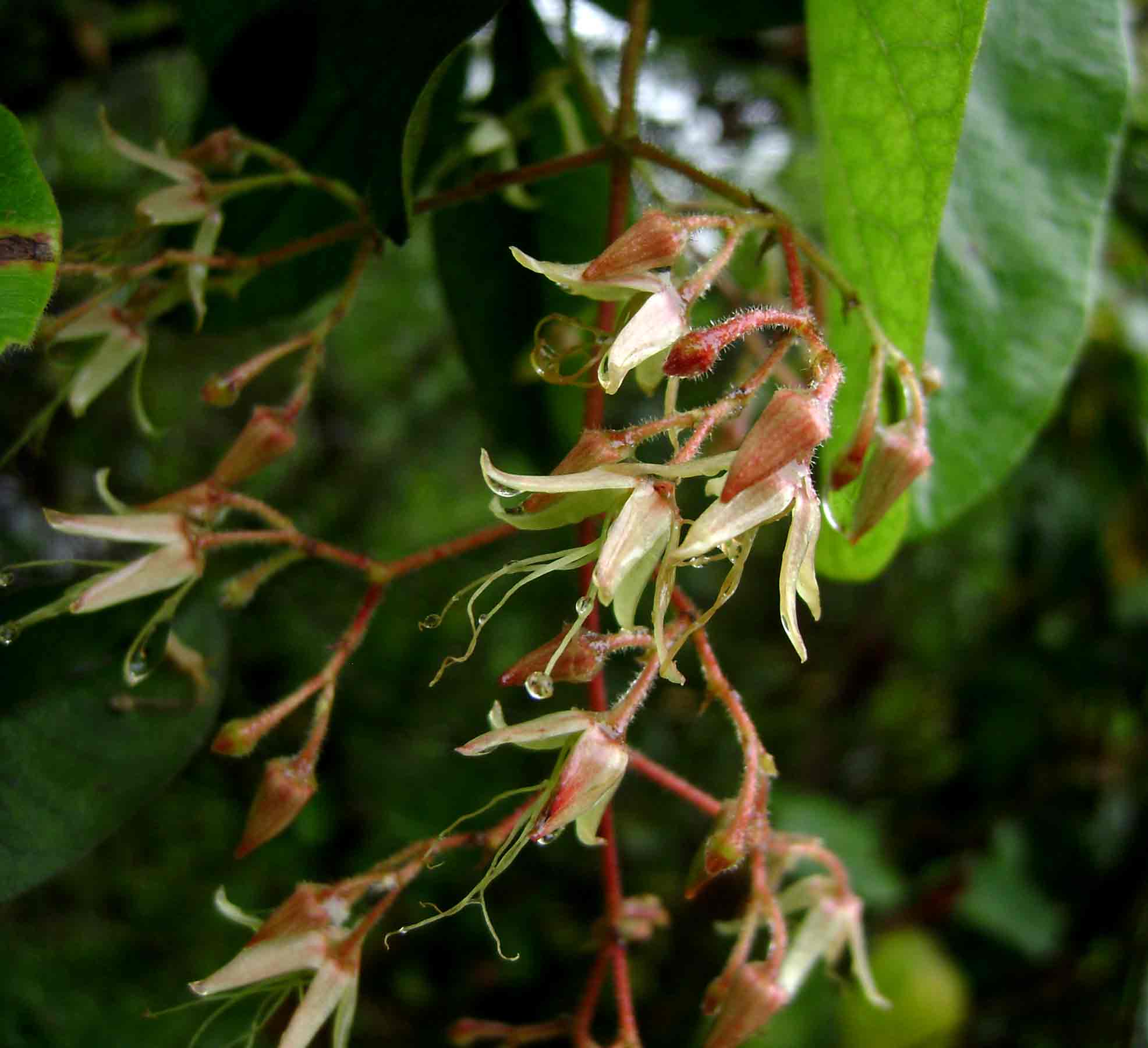 Tacazzea apiculata Tacazzea apiculata