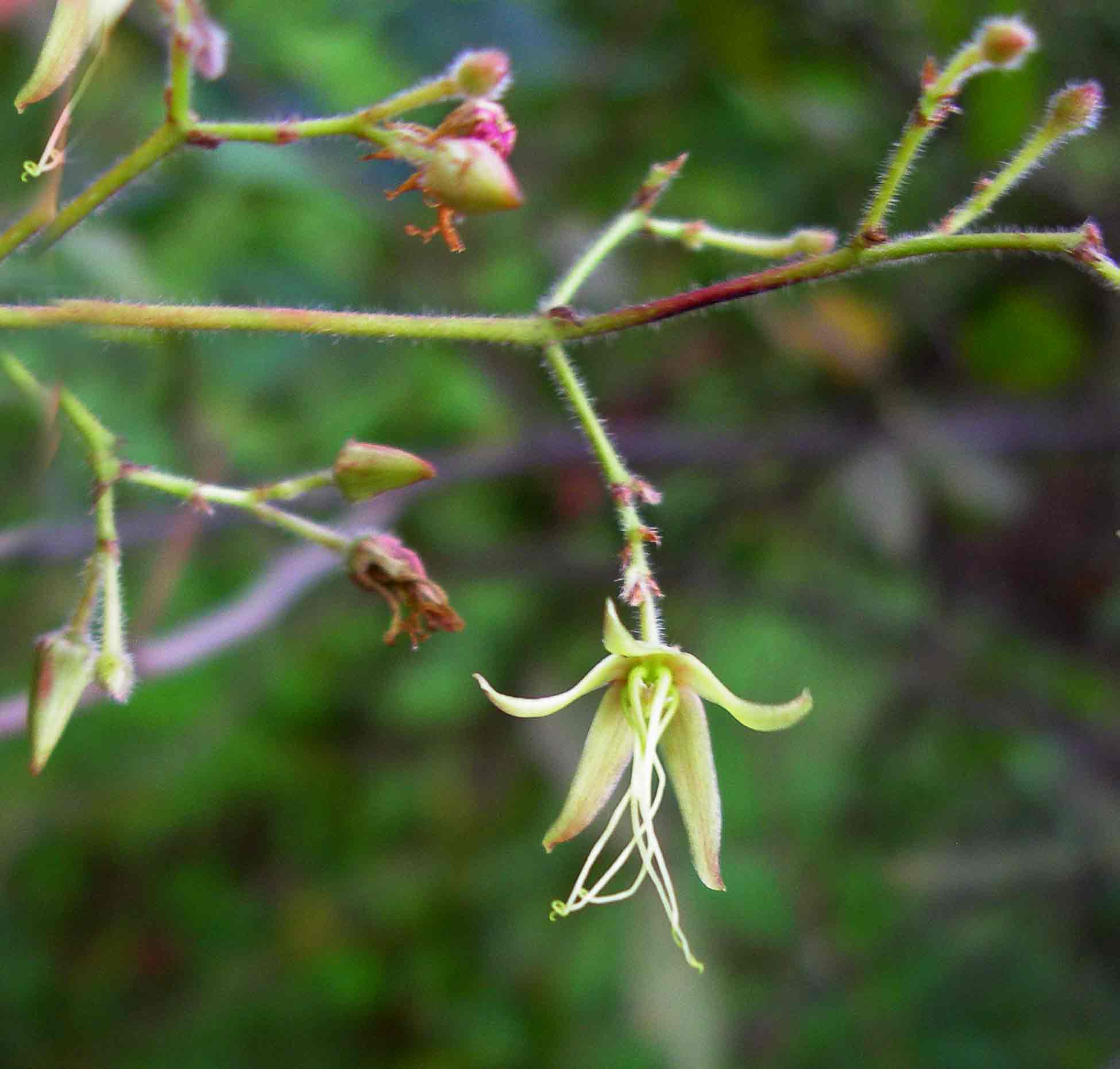 Tacazzea apiculata Tacazzea apiculata