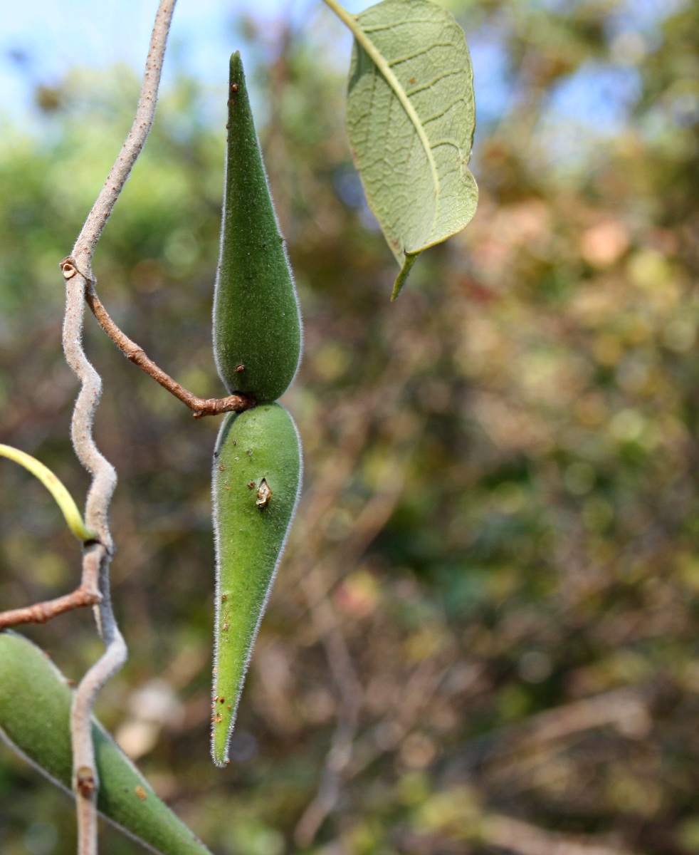 Tacazzea apiculata Tacazzea apiculata