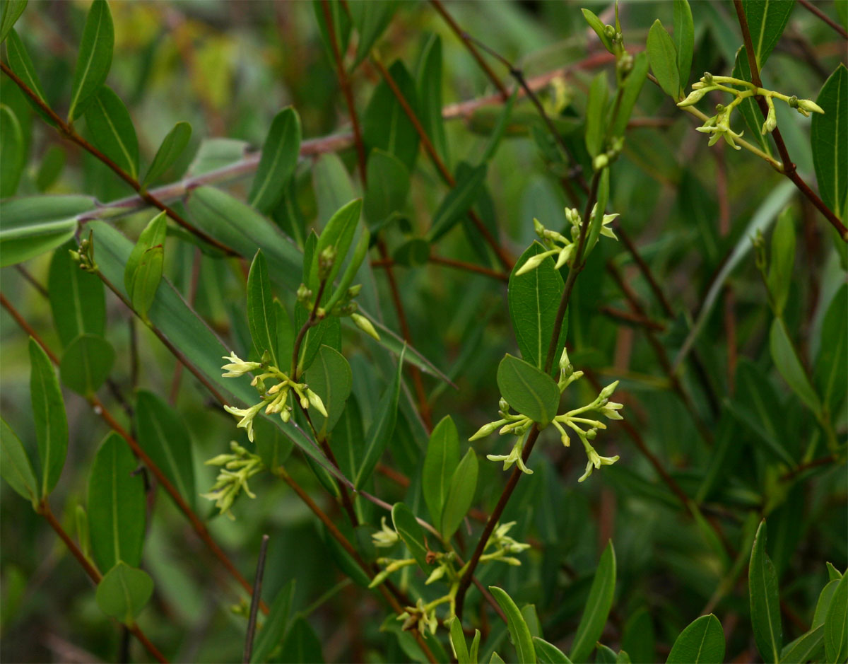 Cryptolepis oblongifolia Cryptolepis oblongifolia