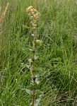 Xysmalobium undulatum