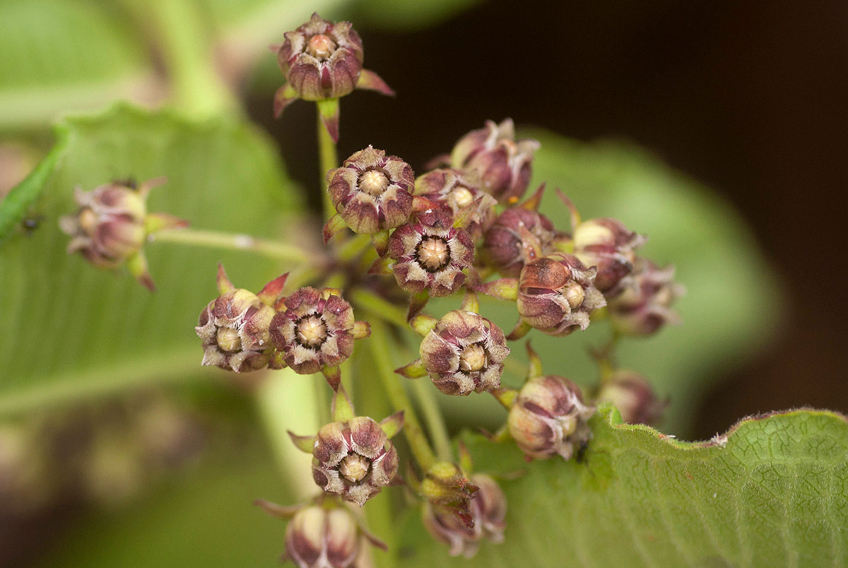 Xysmalobium undulatum