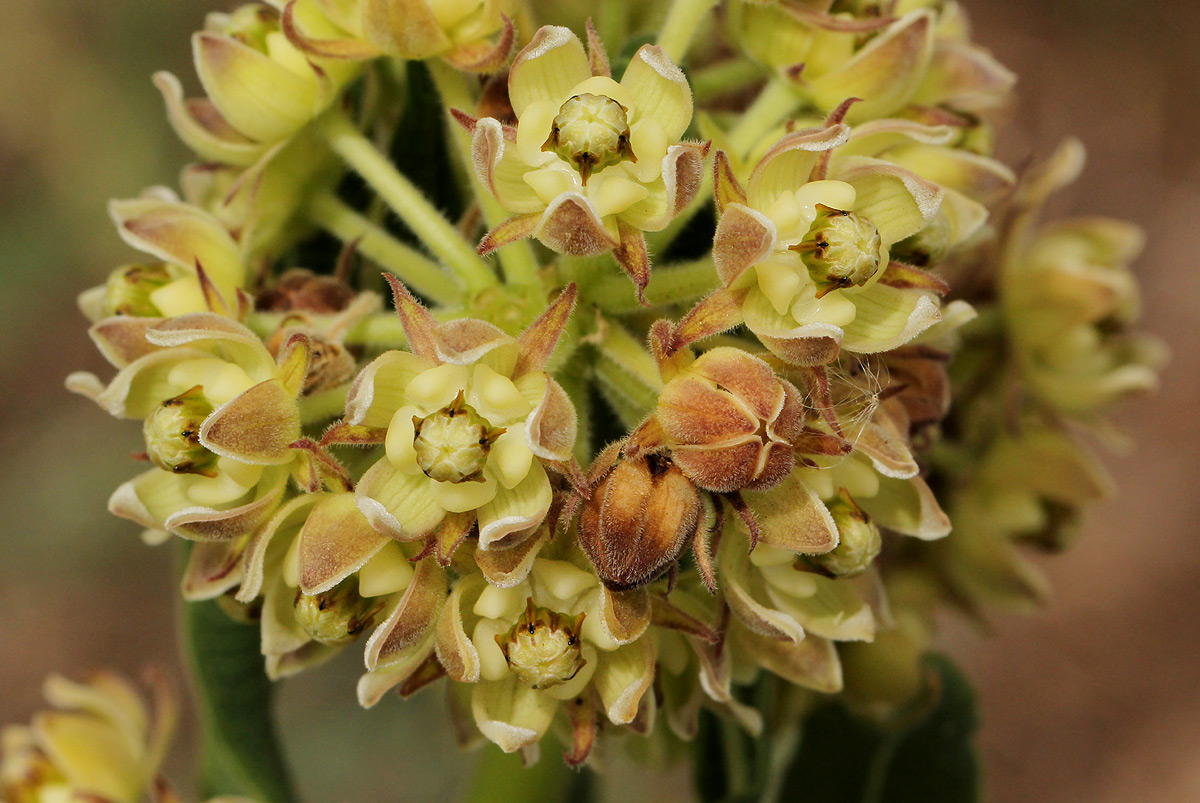 Xysmalobium undulatum Xysmalobium undulatum
