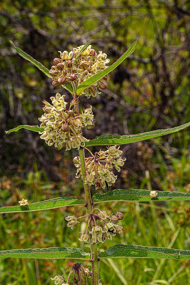 Xysmalobium undulatum Xysmalobium undulatum