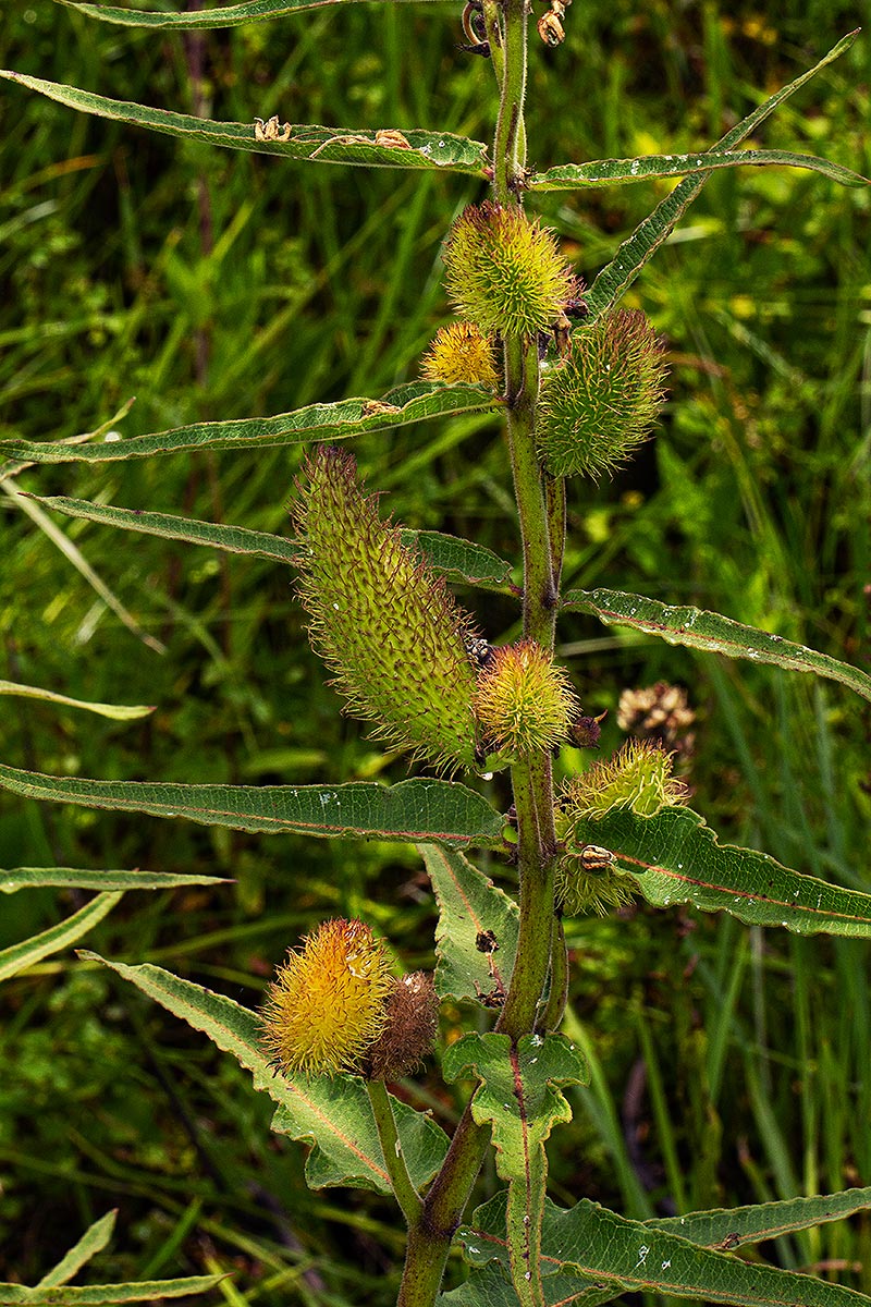 Xysmalobium undulatum Xysmalobium undulatum