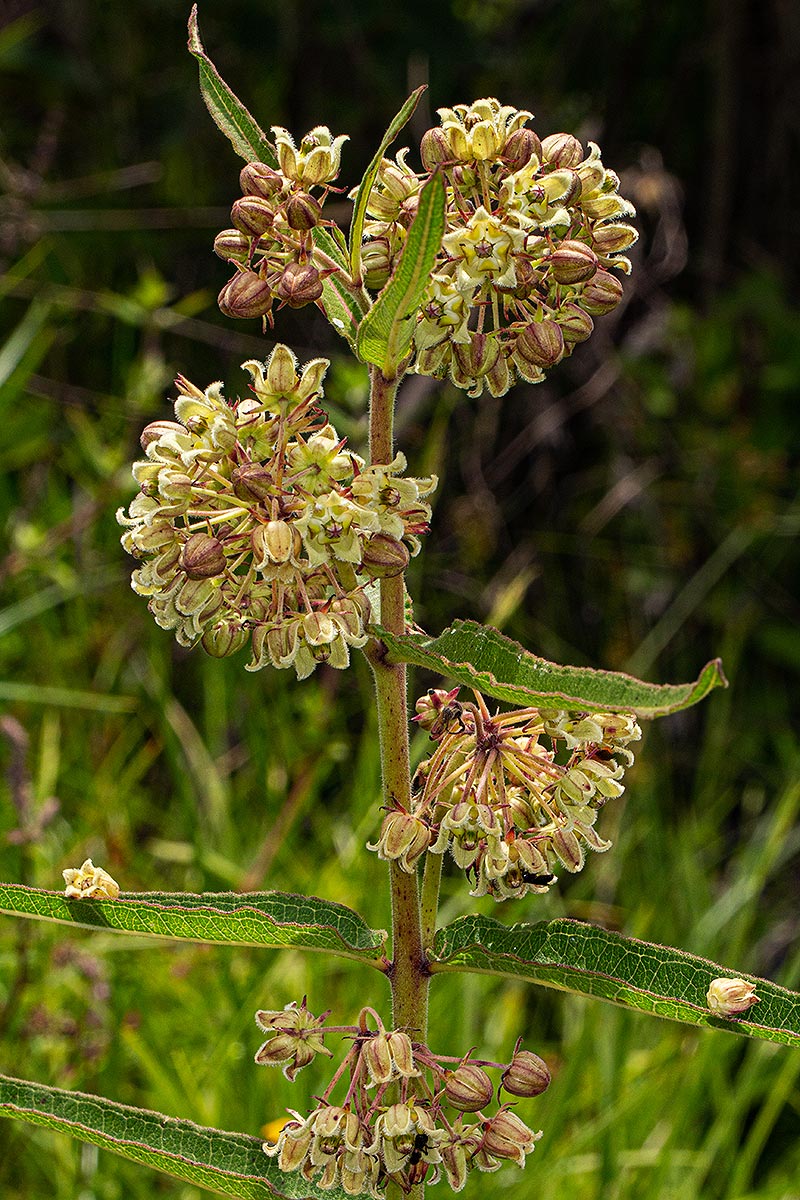 Xysmalobium undulatum Xysmalobium undulatum