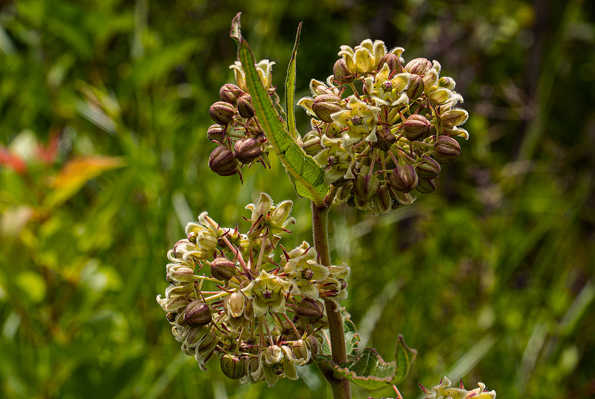 Xysmalobium undulatum Xysmalobium undulatum
