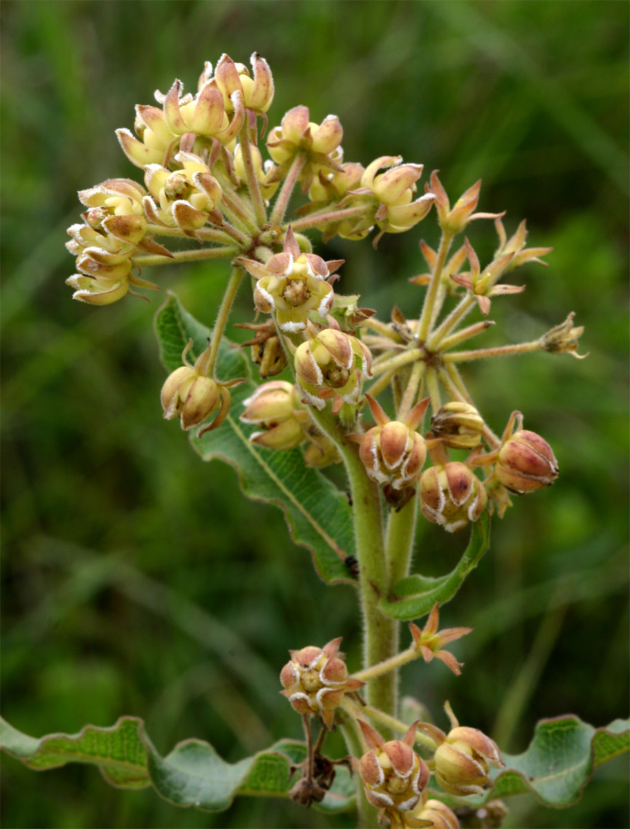 Xysmalobium undulatum Xysmalobium undulatum