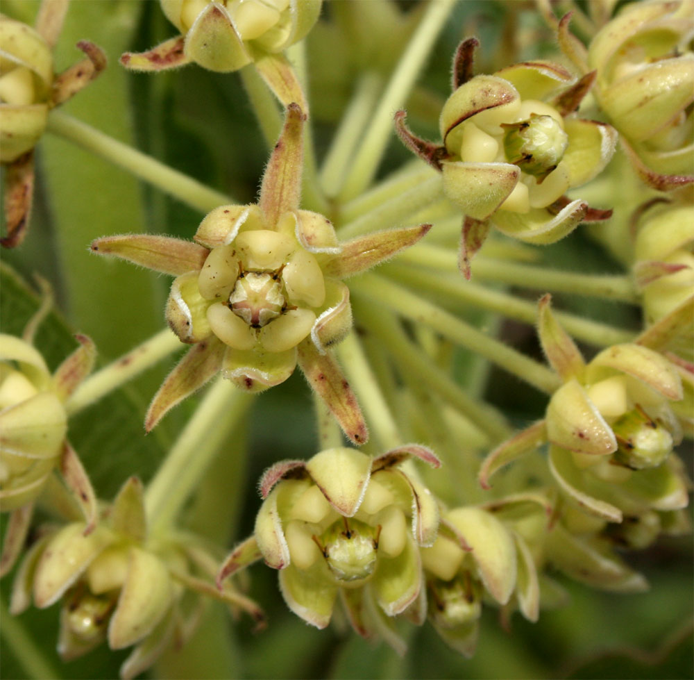 Xysmalobium undulatum Xysmalobium undulatum