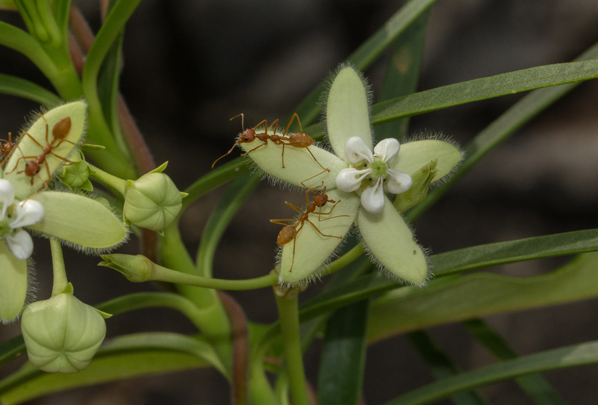 Kanahia laniflora Kanahia laniflora
