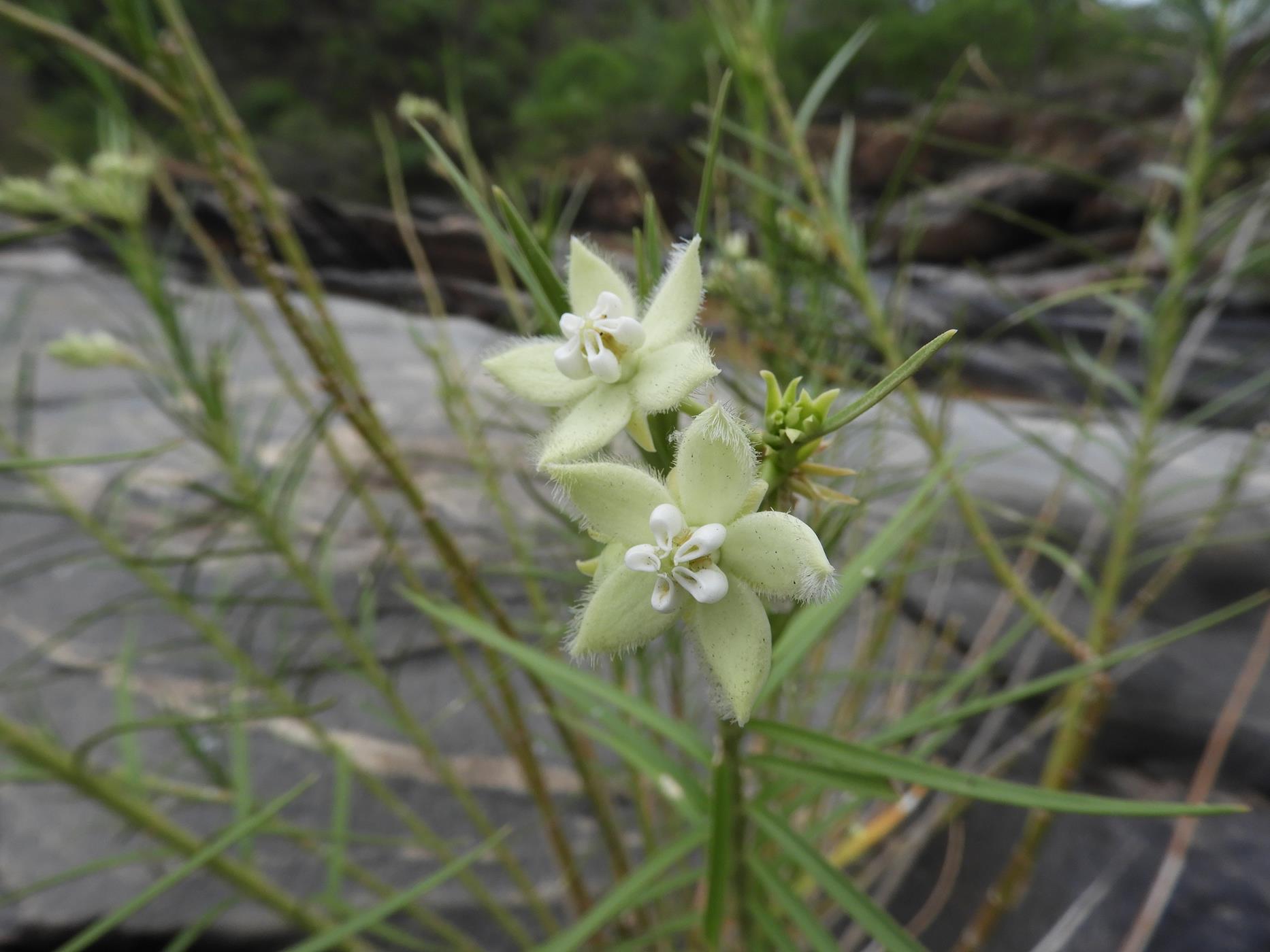 Kanahia laniflora Kanahia laniflora