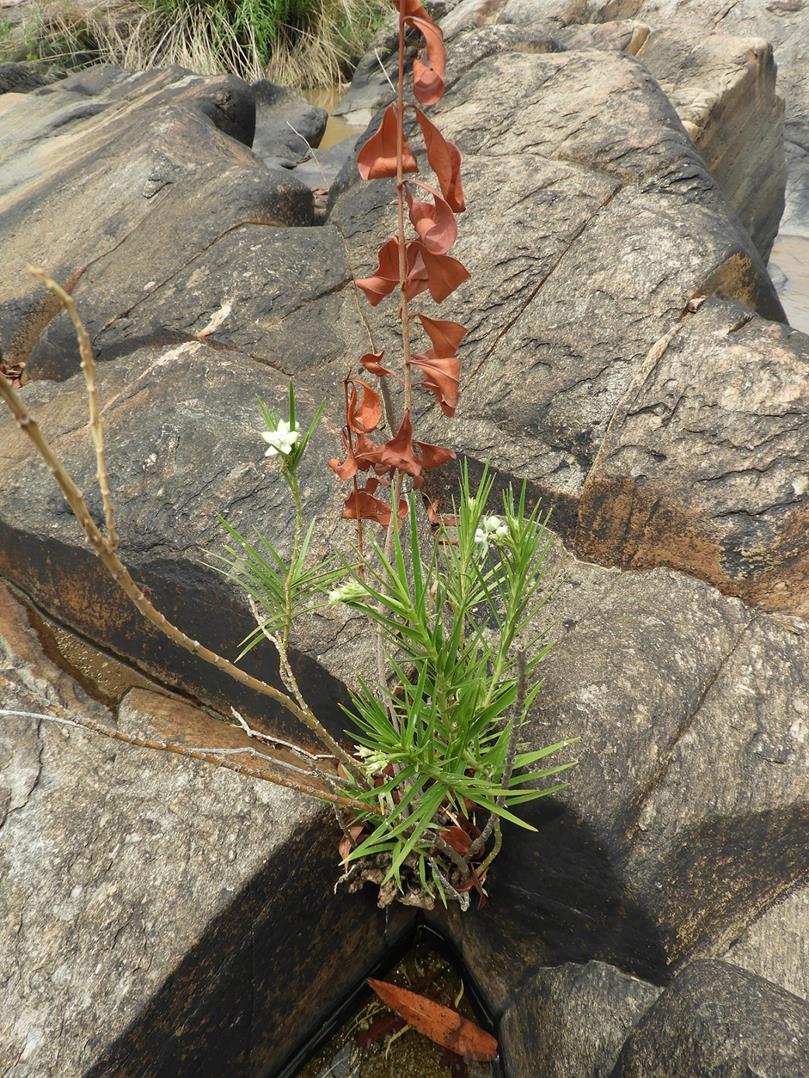 Kanahia laniflora Kanahia laniflora