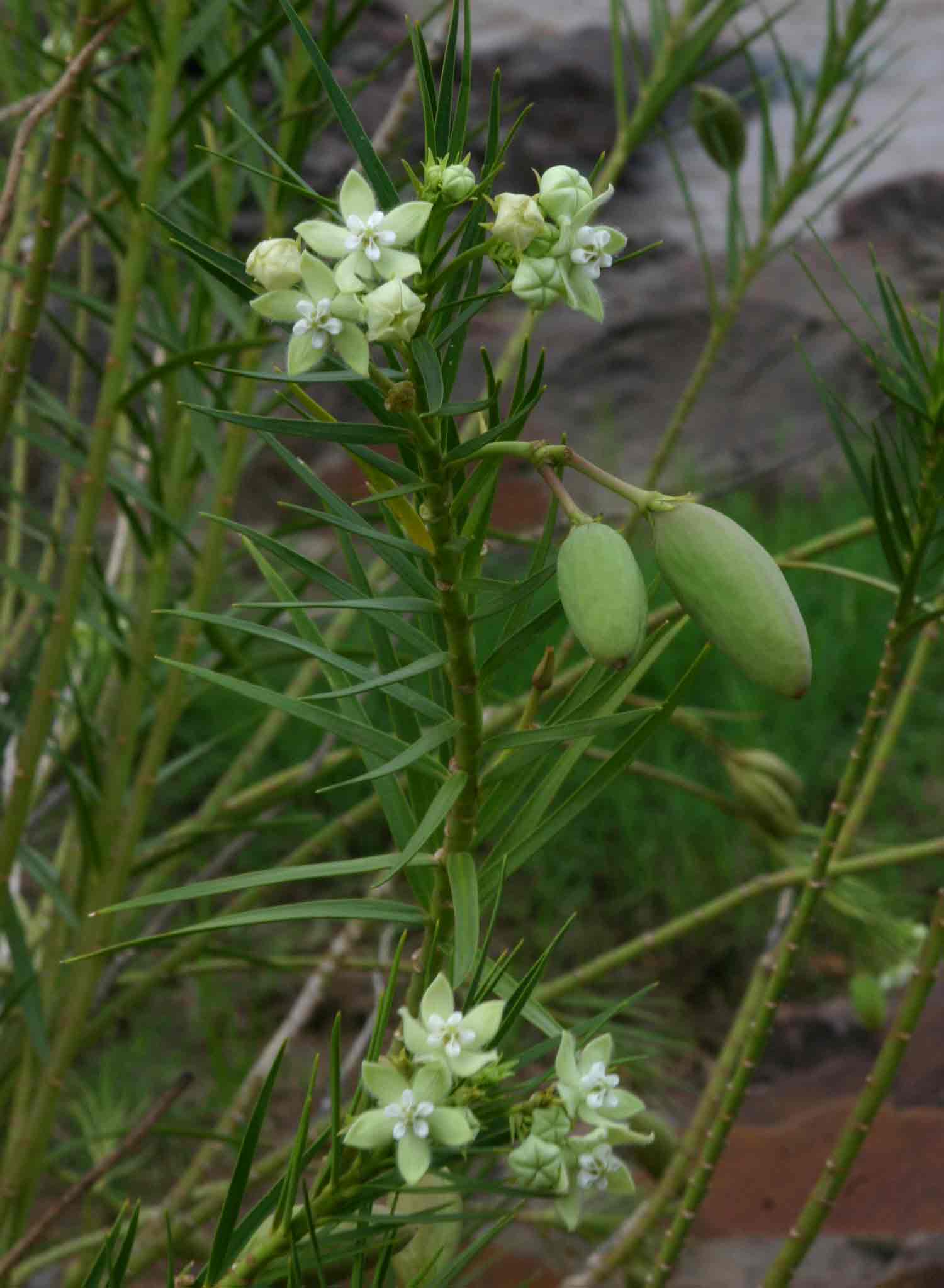 Kanahia laniflora Kanahia laniflora