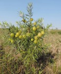 Gomphocarpus physocarpus