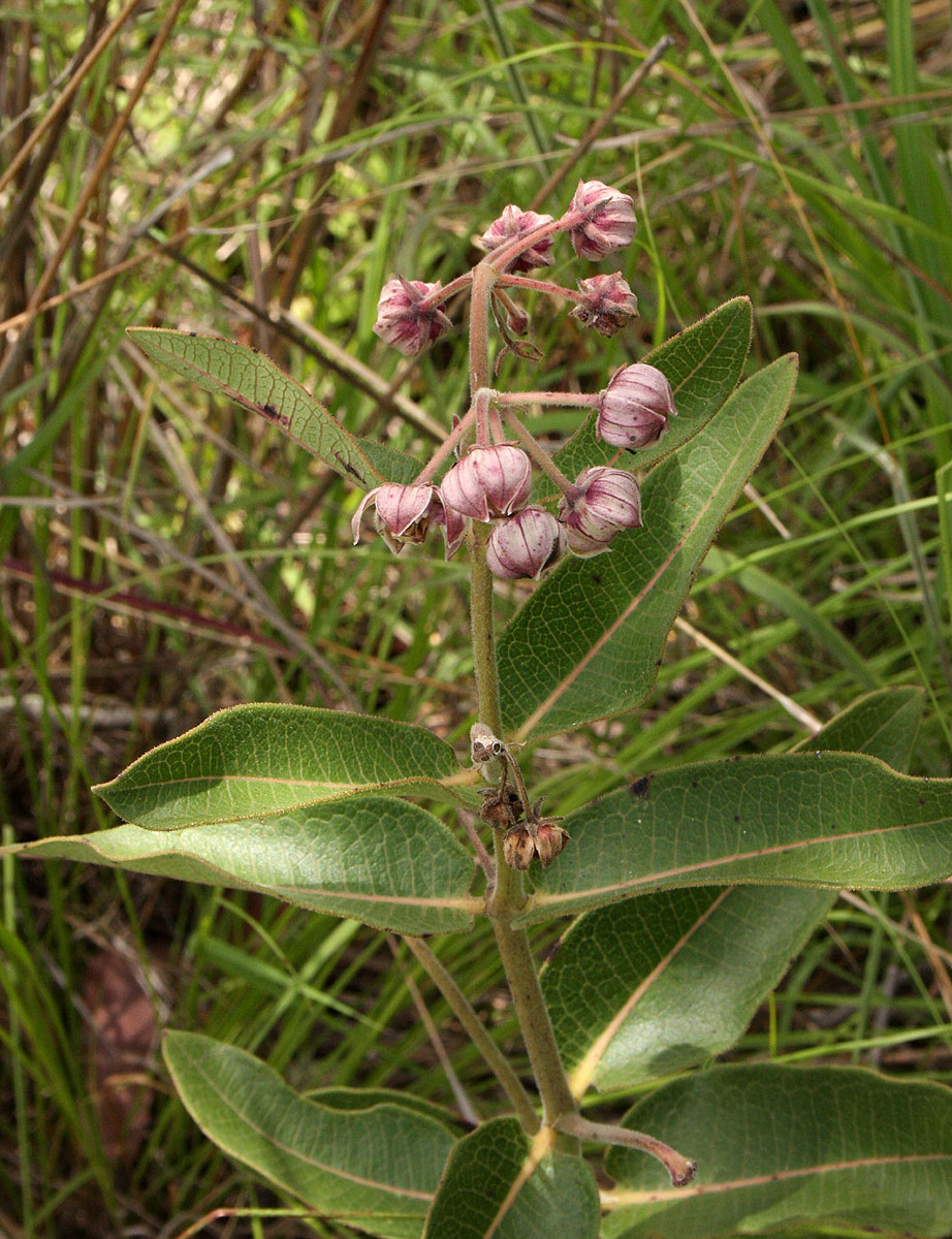 Pachycarpus bisacculatus