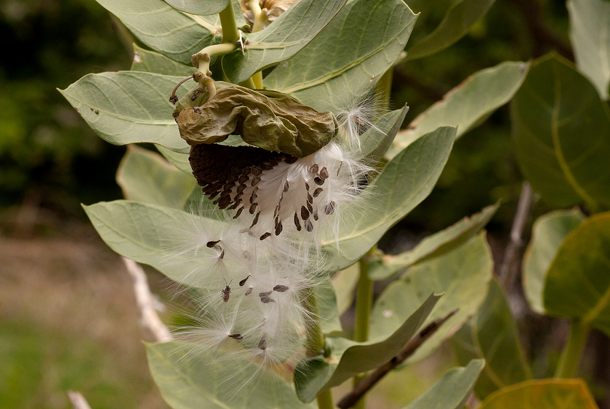 Calotropis procera Calotropis procera