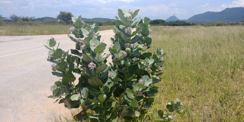 Calotropis procera Calotropis procera