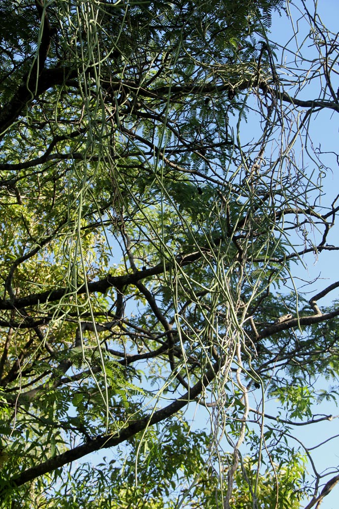 Cynanchum viminale subsp. suberosum Cynanchum viminale subsp. suberosum