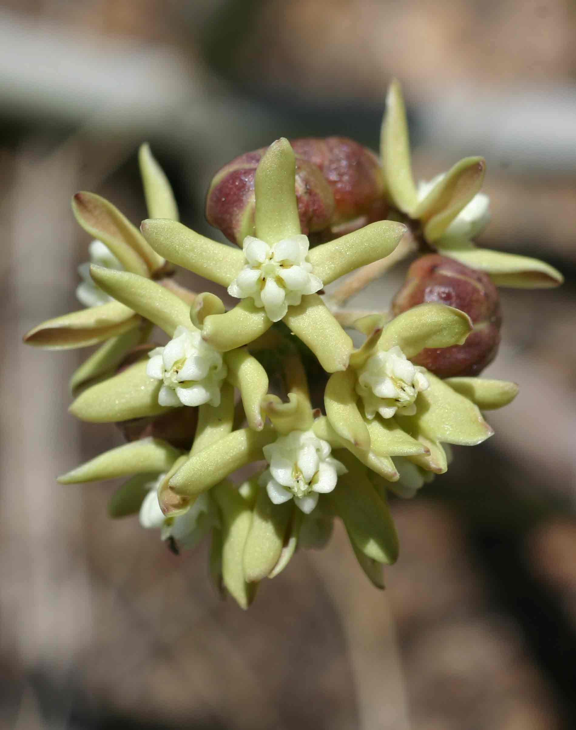 Cynanchum viminale subsp. suberosum Cynanchum viminale subsp. suberosum
