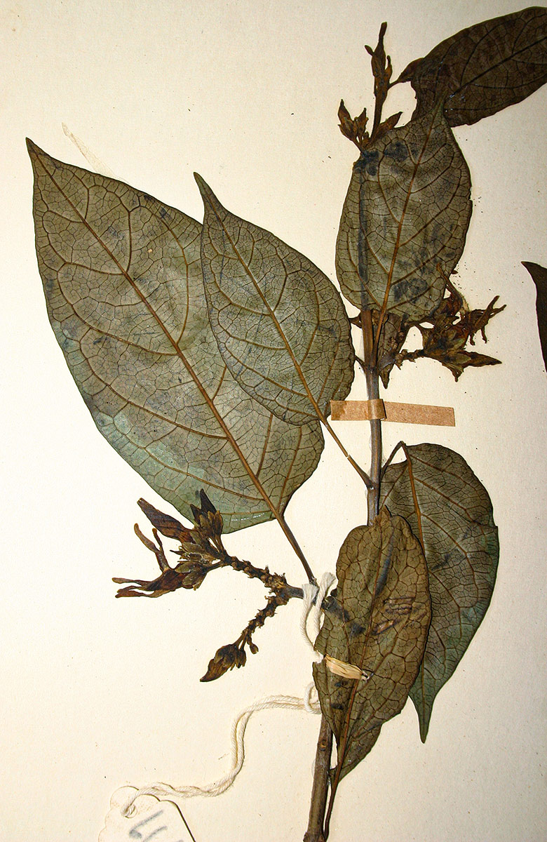 Telosma africana Telosma africana
