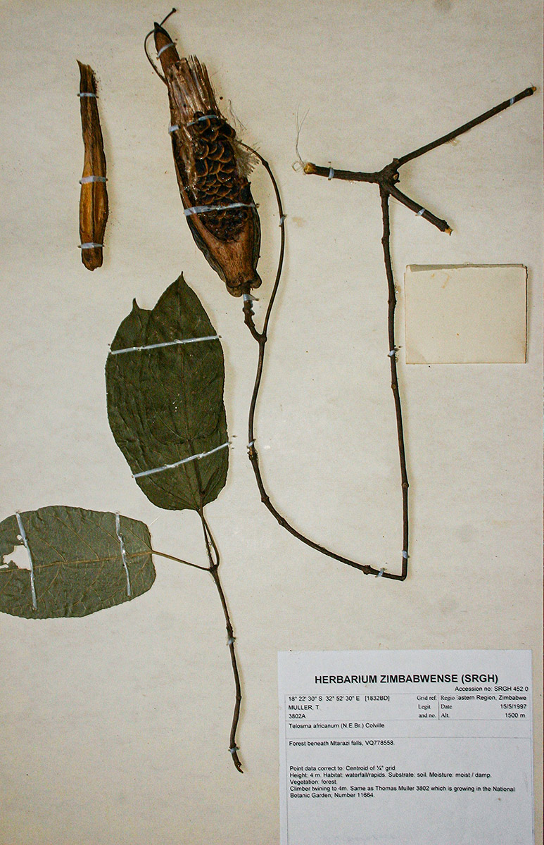Telosma africana Telosma africana