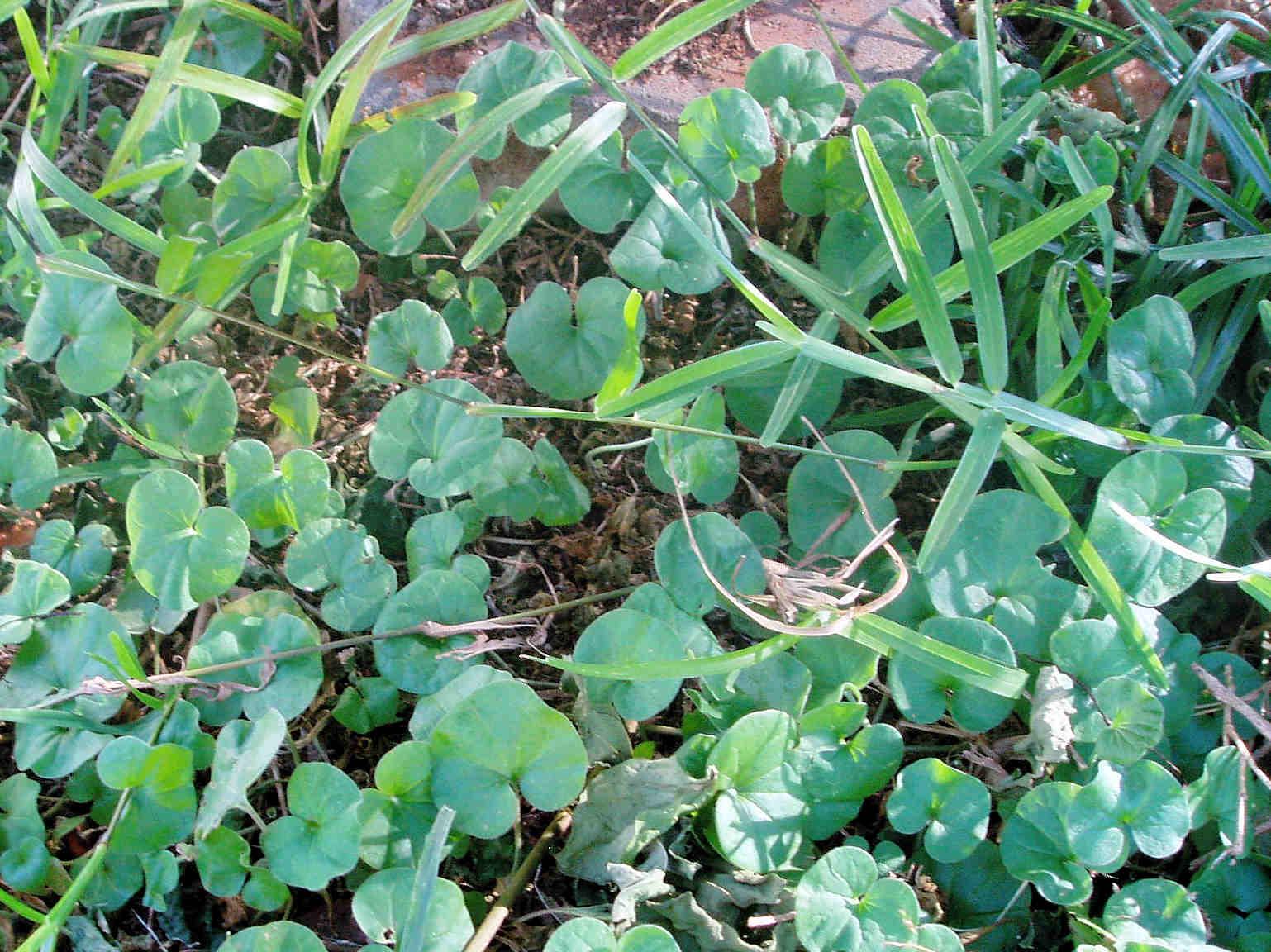 Dichondra micrantha Dichondra micrantha