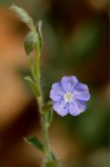 Evolvulus alsinoides var. alsinoides