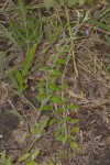 Evolvulus alsinoides var. alsinoides
