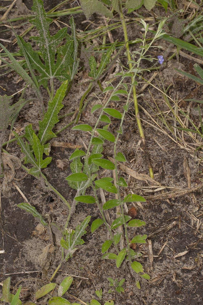Evolvulus alsinoides var. alsinoides Evolvulus alsinoides var. alsinoides